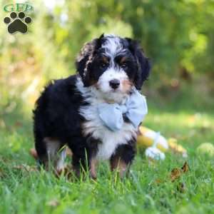 Slinky, Mini Bernedoodle Puppy